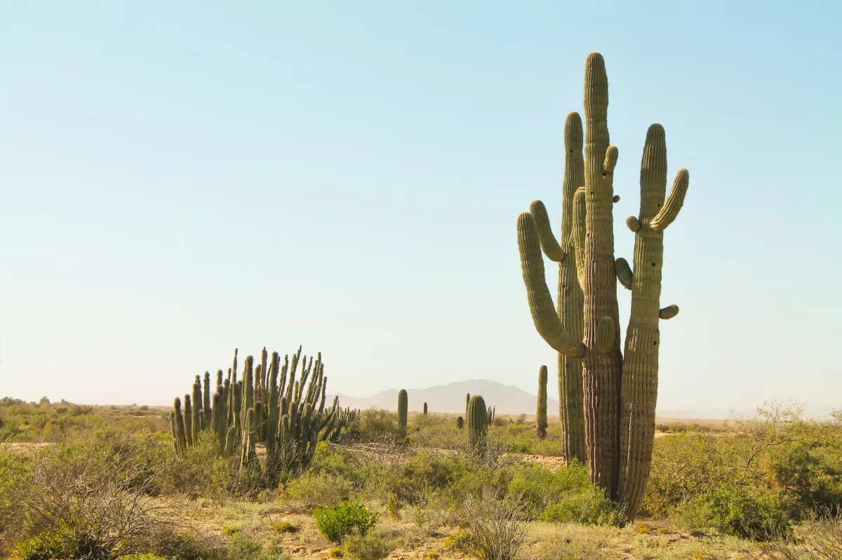 Paisaje de Sonora, México